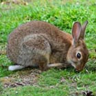 rabbit